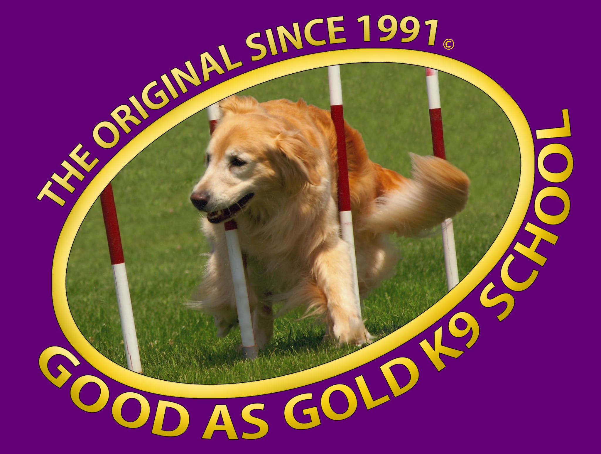 Good as Gold K9 School