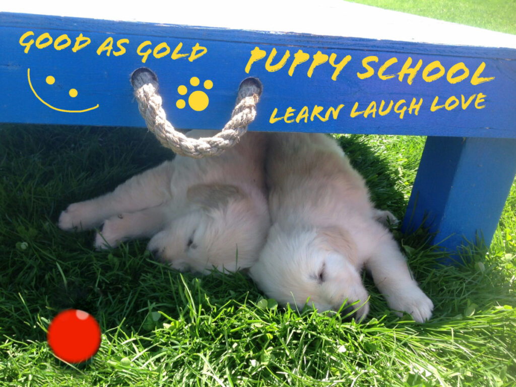 Puppies napping under a training table